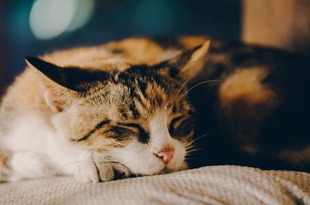 Wild  kitten outdoor. Dirty street cat  walk in the streets.  Lonely homeless cat. Street cat in the...