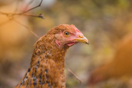 Chicken  in colorful autumn background. Autumn landscape with hen . Hen on autumn landscape
