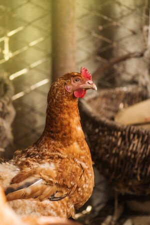 Hens in hen house. Hens in bio farm. Chickens in farm at sunny dayの写真素材