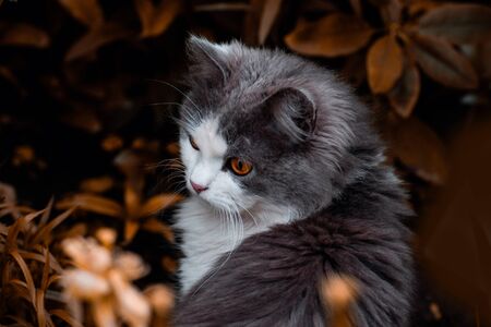 Cat in mystical place. Cat in the garden on the grass. Beautiful cat sitting in fieldの写真素材