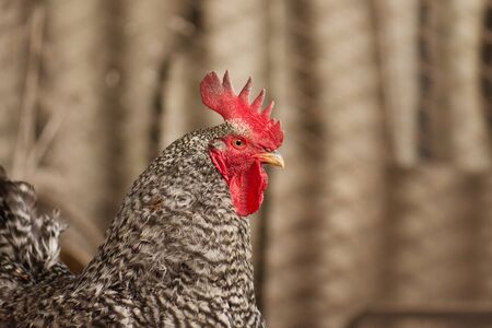 Pockmarked rooster bird close up. Motley rooster Amrock on a blurry background