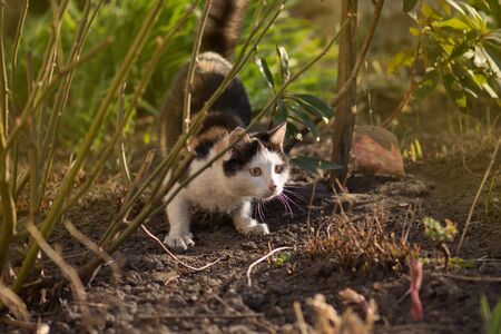 Adult domestic cat sitting in grass. Cat in the summer garden. Cat sits in the garden next to green plants.の写真素材