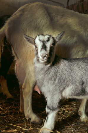 Domestic goats in the farm. Little goat in the barn standing in wooden shelter