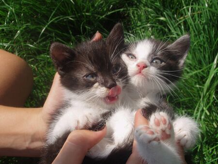 Black and white playful  cats  in grass.  Cats in the hands in garden. Cat sits in the garden  next...