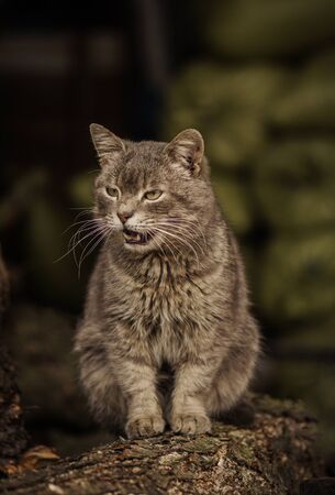 Village cat resting. Nice cat on the ground