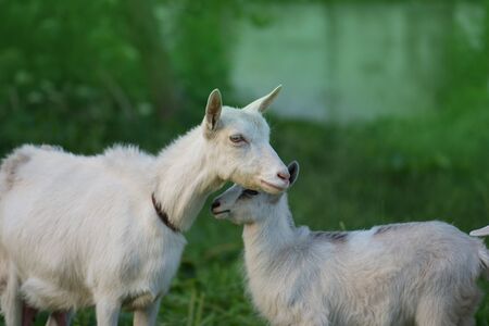 Goats on family farm. Herd of goats playing. Family goats on a green meadow. Herd of goatsの写真素材