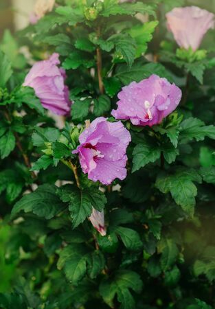 Close up wild hibiscus flowers background. Pink wild bush hibiscus. Beautiful pink hibiscus rosesの写真素材