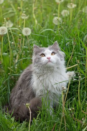 Kitty playing in garden in the sunshine. Cat in the meadow with dandelion blooming  around. Gray fluffy cat in flower bed. Cute little kitten in the gardenの写真素材