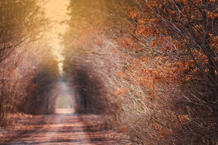 Autumn forest with rural road. Real wonder of autumn nature. Dirt road through autumn colorful...