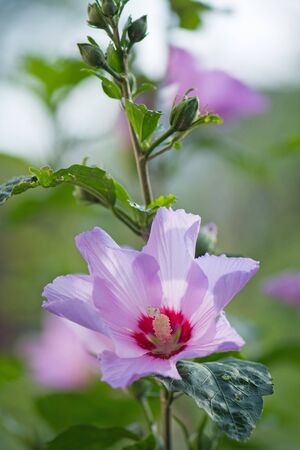 Colorful pink hibiscus flowering. Rose hibiscus with blurred soft light background. Close up wild hibiscus flowers backgroundの写真素材