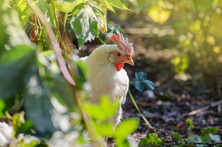 Hen resting in the garden. Lovely  white  hen  outdoorの写真素材