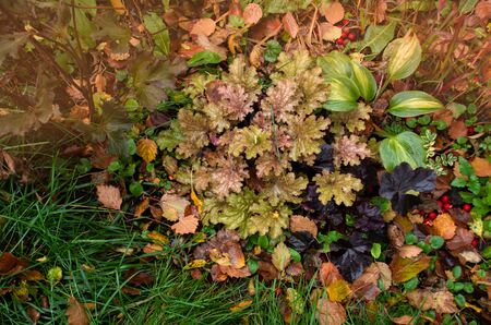 Flowers in autumn garden background. Flowers on sunny fall park background.の写真素材