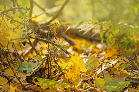 Multicolored leaves in sunny morning light. Autumn leaves background in a sunny day. Colorful autumn leaves on the ground.の写真素材