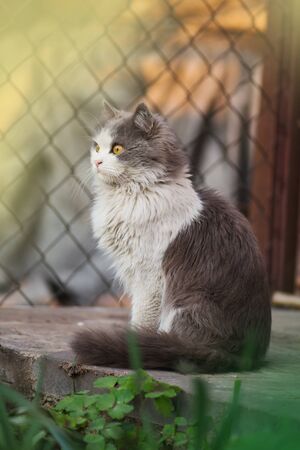 Cat in nature. Cat resting on the grass in summer. Beautiful cat portrait with yellow eyes.の写真素材