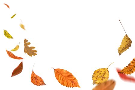 Falling autumn foliage isolated on white. Autumn leaves falling to the ground. Autumn leaves falling and spinning の写真素材
