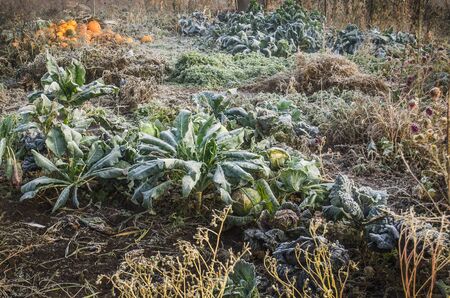 Flowers frost garden background. Pretty manicured flower frozen garden