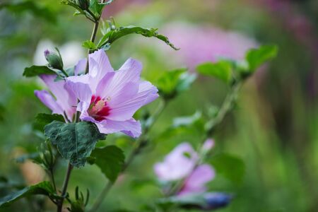 Colorful pink hibiscus flowering in the garden at sunny summer day. Pink rose mallow. Rose hibiscus in gardenの写真素材