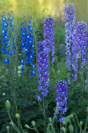 Delphinium flowers blooming. Delphinium  perennial flowers. Blue delphinium flowerの写真素材