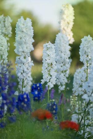 Delphinium flower blooming. Beautiful larkspur blooms. Delphinium plant with flowers on blurred backgroundの写真素材