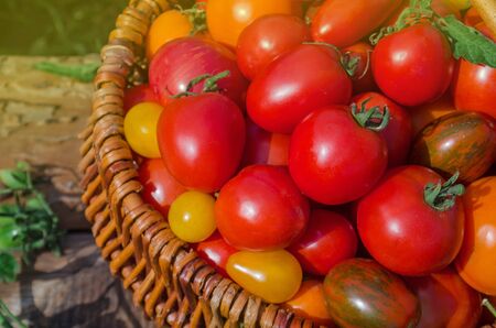 Large basket full of different tomatoes. Ripe tomatoes in a basket on rustic wooden background. Macro food background.の写真素材