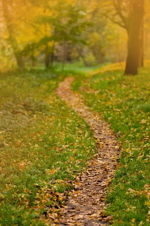 Botanical floral autumn backdrop. Autumn leaves background. Autumn forest  leafsの写真素材