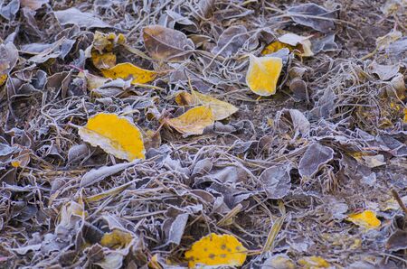 Sunny autumn background. Autumn leaf texture. Colored falling leafs. Autumn leaves lying on the ground.の写真素材