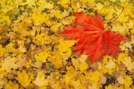 Multicolored maple leaves.  Orange, yellow red maple leaves autumn background. Autumn colorful leavesの写真素材