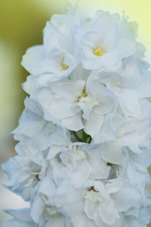 Fresh bunch of  natural beautiful flowers on the field. Delphinium white flowers blooming flowers. Delphinium white flowers growth in gardenの写真素材