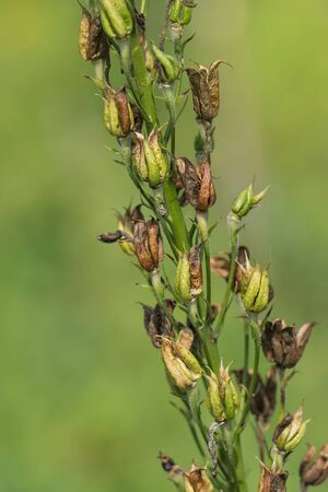 Delphinium dried rapeseeds. Delphinium agriculture concept. Organic planting in field.の写真素材