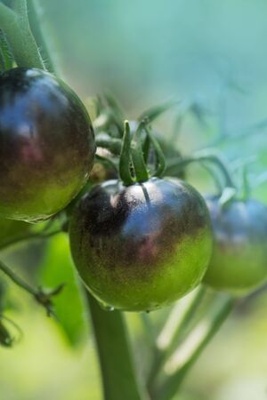 Cultivation of organic tomatoes Blue Berries. Fresh Indigo Rose plant and fruit. Growing  tomatoes in greenhouse の写真素材