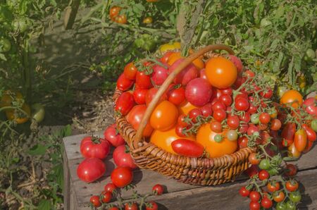 Vegetables freshly harvested from local farmers. Tomatoes in a basket on the old wooden table.の写真素材
