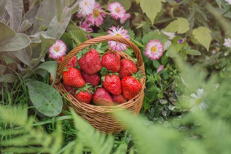 Harvesting strawberries in basket. Fragrant strawberry outdoor. Various juicy strawberries with leaves.の写真素材