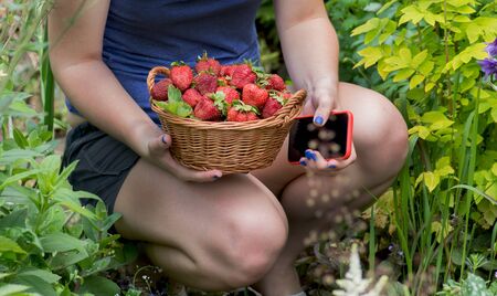 Female blogger harvesting red strawberry in garden. Blogger working with harvest. Woman's hands are holding strawberries and phone.の写真素材