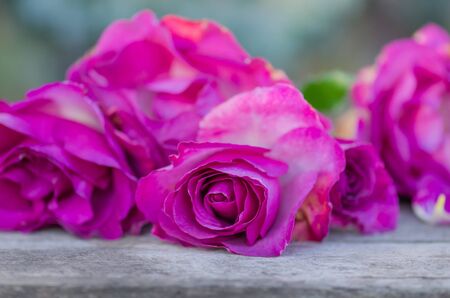 Blooming lavender roses in a vase on a wooden tableの写真素材