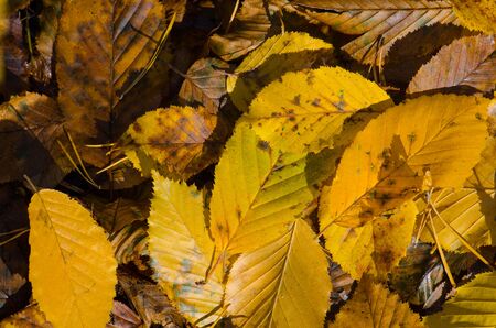 Autumn leaves background. Autumn colorful leaves. Falling autumn maple leaves. Floral autumn background. Fall leave on ground in forestの写真素材