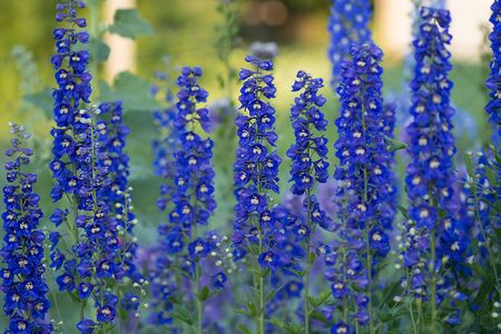 Delphinium  blue grows in the garden. Double blue flower delphinium collectionの写真素材