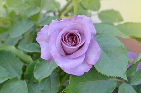 Purple lavender roses flowers plant growing in garden. Mamy Blue blooming flowers.の写真素材