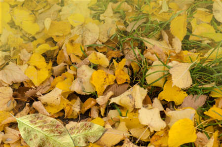 Autumn leaf texture. Colored falling leafs. Autumn leaves lying on the ground.
