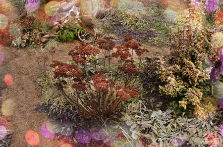 Bright flower background. Flowers in the morning in park. Pathway with autumn gardening bloomsの写真素材