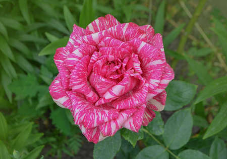 Colorful bush of striped roses in the garden. Pink roses with white stripes Pink Intuitionの写真素材