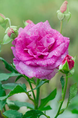 Purple lavender roses flowers in garden.  Novalis rose blooming.の写真素材
