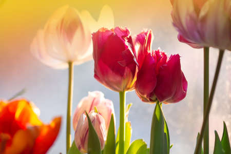 Landscape with  tulip field. Multicolored tulip field. Tulip field in spring. Mix color tulip flower. Mix of tulips flowers in gardenの写真素材