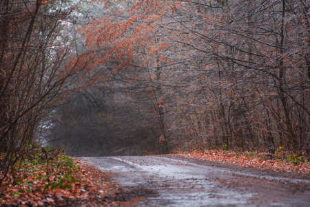 Strange misty forest in autumn. Nature misty landscape. The road passing through mystical atmosphere park. Mysterious fairy forestの写真素材