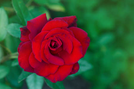 Red rose flower background. Red roses on a bush in a garden. Red rose flower. Red rose Kardinalの写真素材