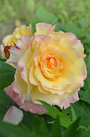 Rose with two colors in a single flower. Two tone blooming flower. Magnific flowers growing outdoor.の写真素材