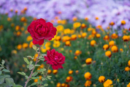 Natural red roses background. Red Roses on a bush in a garden