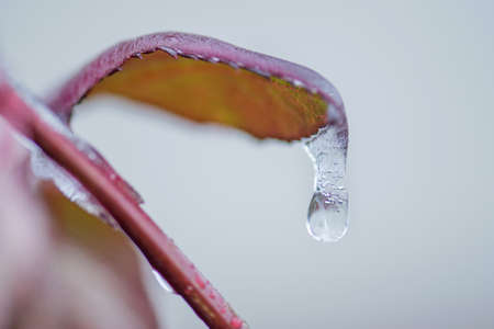 Rose frozen leafs. Rose leaves in ice. Rose leaf in the first frost