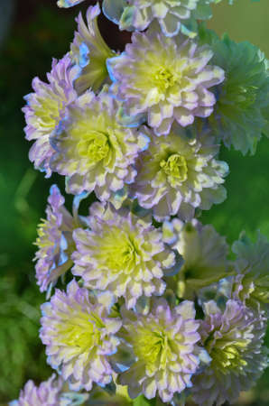 Delphinium Sweet Sensation grows in the garden. Double delphinium flower.の写真素材