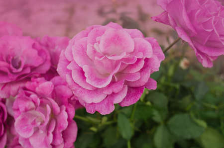 Purple lavender roses flowers in garden.  Novalis rose blooming.の写真素材