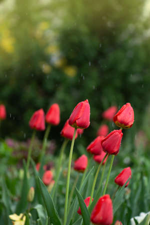 Red tulip flower background. Red tulip in garden. Colorful field of red tulips の写真素材